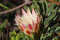 Protea Flower