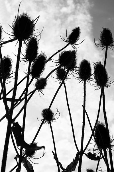 Des chardons en contre-jour. par StudioMaria.nl