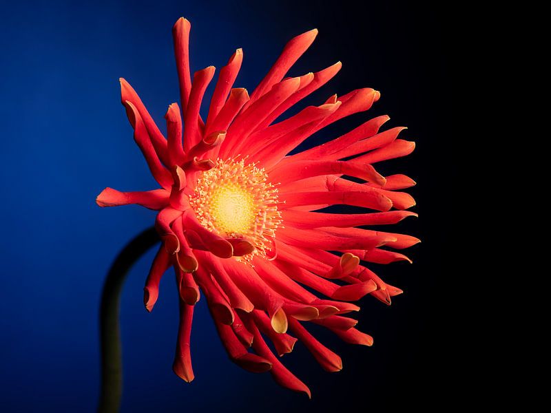 Die fröhliche rot-gelbe Gerbera mit blauem Hintergrund von Marjolijn van den Berg