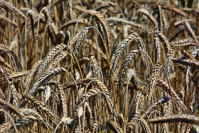 Getreide von Edgar Schermaul