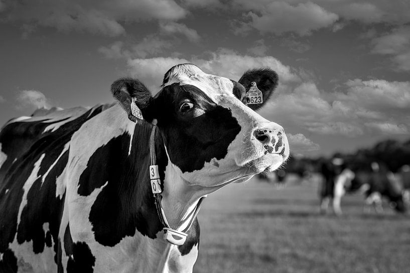 Holländerin von Cindy Schipper