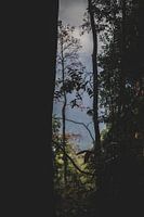 Vue à travers les arbres