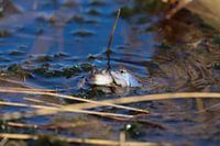 Grenouilles bleues en peluche