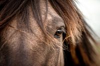 Nahaufnahme des Auges eines braunen Pferdes | Equine fine art