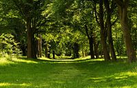 Bosgebied Nijenburg te Heiloo