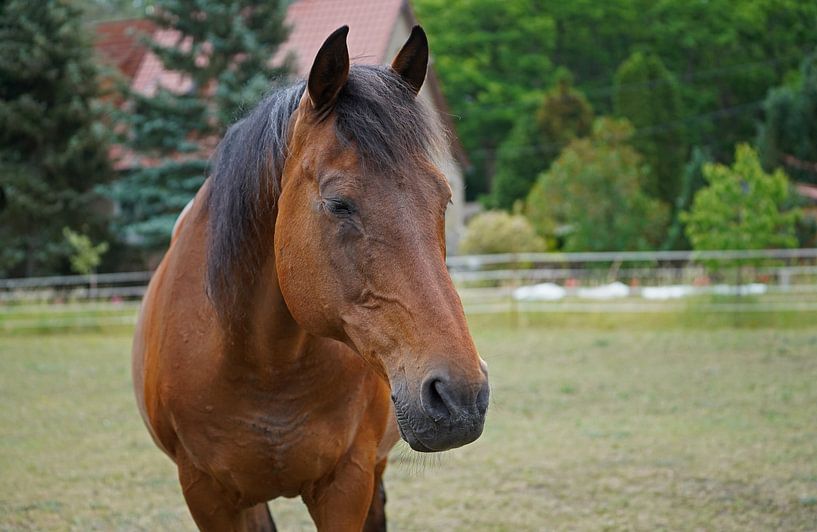 Trakehner Feldmeyer au pâturage par Babetts Bildergalerie