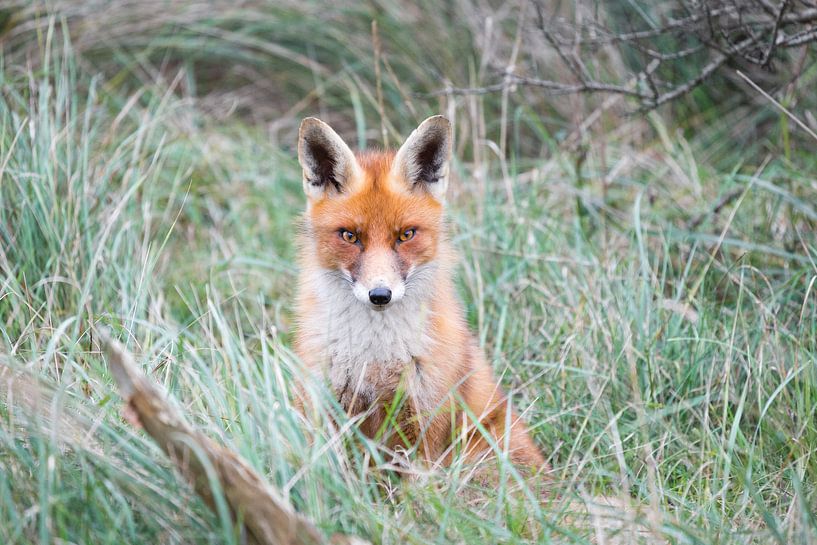 Roter Fuchs im Gras von Inge van den Brande
