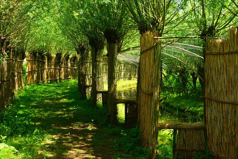 Eendenkooi in de Biesbosch by Michel van Kooten