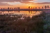 Drenthe sunrise at lake