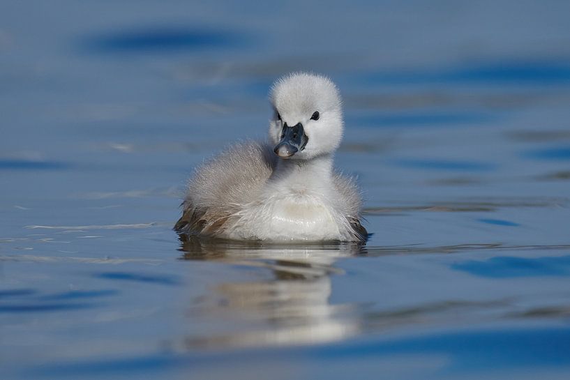 Petit mais courageux par Kneeke .com