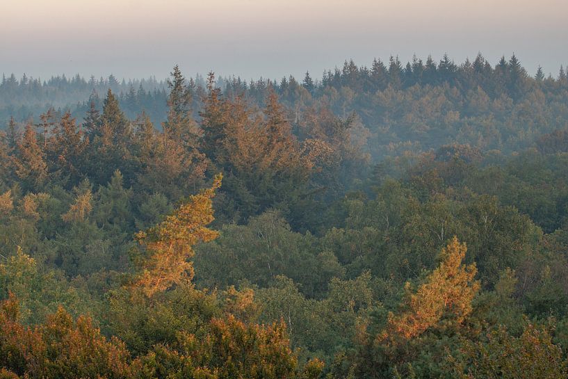 Dorn, Kaapse Bossen von Lisa Antoinette Photography