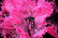 pink/black rhododendron 