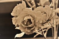 Rose aus der alten Schachtel