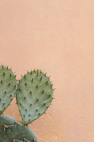 Un cactus contre une paroi rose par Wianda Bongen