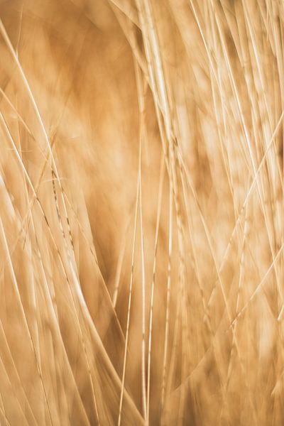 Gras von Mêgan Nauta