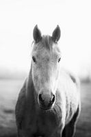 Vieille jument cheval blanche regardant la caméra, en noir et blanc