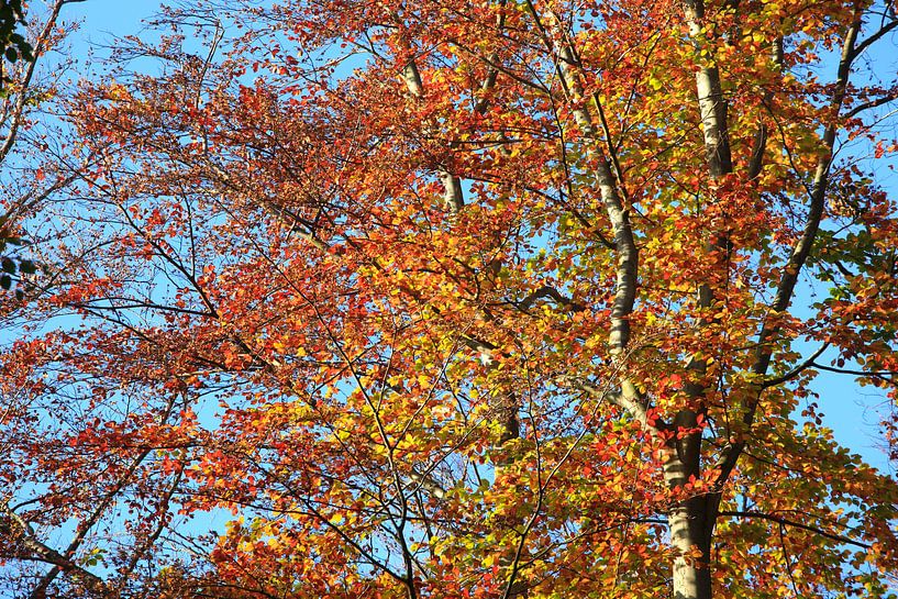 Un hêtre magnifique par Thomas Jäger