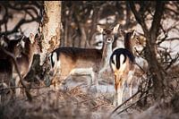 Fallow deer in the Amsterdam water supply dunes