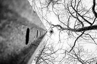 Lichtmast zwischen Zweigen in Schwarz und Weiß