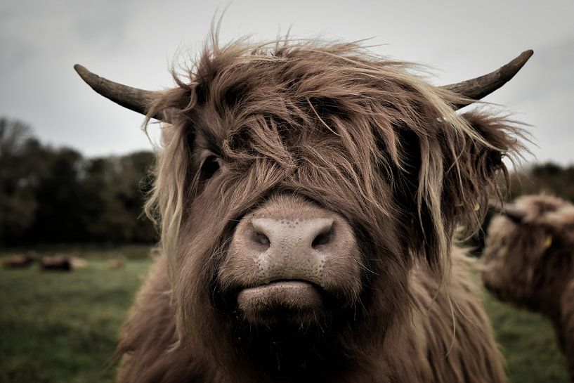 Scottish Highlander III by Marvin Van Haasen