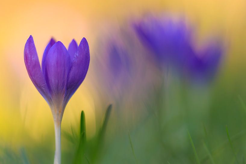 Krokusse kurz vor dem schlafen gehen ... von Horst Husheer
