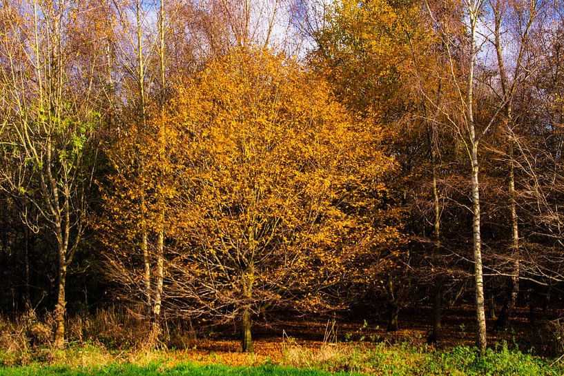 Arbre d'or par FotoGraaGHanneke
