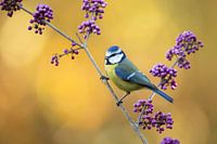 Blue tit in autumn