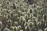 Witte Veldbloemen Australië