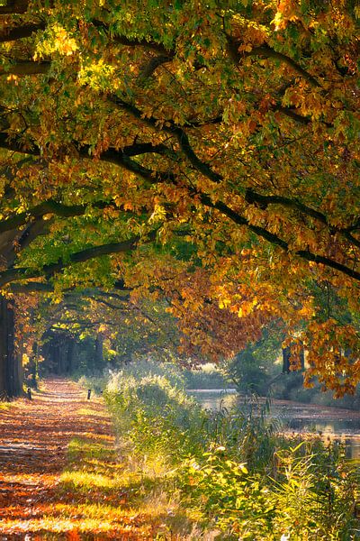 Autumn path along the water - Sunlight through coloured leaves by Saranda in t Veld Fotografie