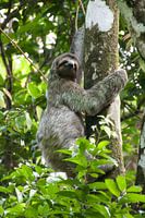 Climbing Sloth Portrait Photo, Nature Print
