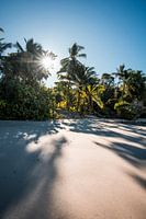 Plage tropicale Lumière du soleil et ombres