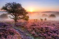 Bruyère et brouillard