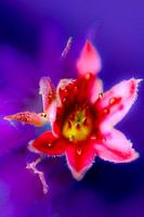 Photo de rêve d'une fleur