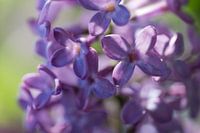 Nahaufnahme der schönen lila gefärbten, duftenden Frühlingsblumen und Blütenknospen des Flieders