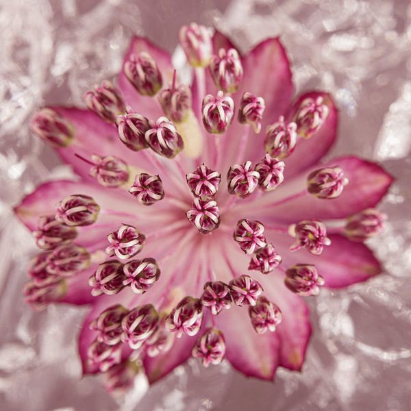 Quadrat mit einem Zeeland-Knoten (Astrantia Major) mit gemischtem Hintergrund von Marjolijn van den Berg