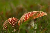 Fly agarics