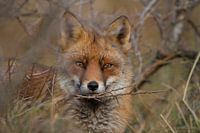 Portrait de renard