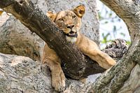 Lioness / African landscape / Nature photography / Uganda
