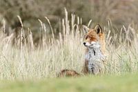 Red fox in nature