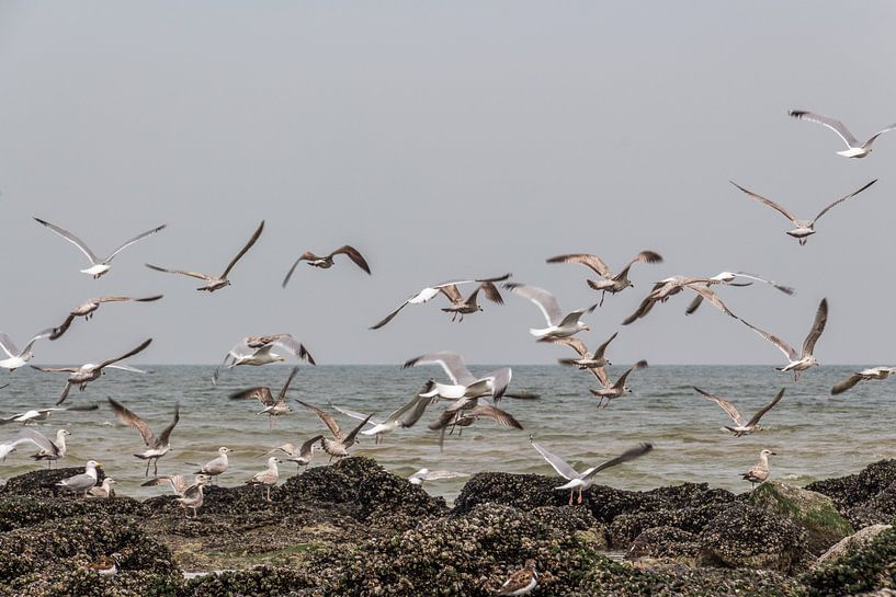 Fliegende Möwen am Strand von Ostende von didier de borle