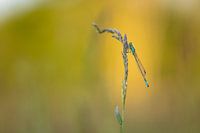 Summer evening on the meadow