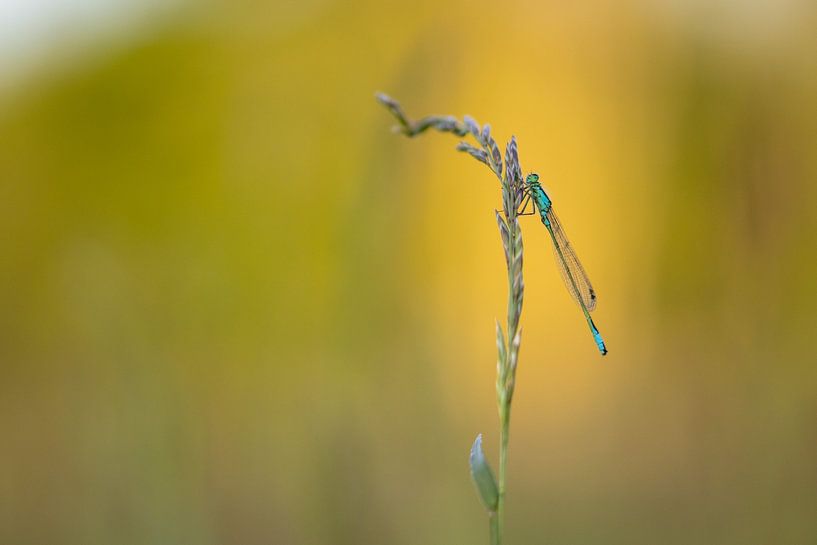 Summer evening on the meadow by Fynn Seidel