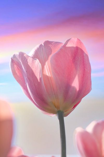 Pastel tulip by WeVaFotografie