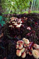 Sunset with the Hobbits