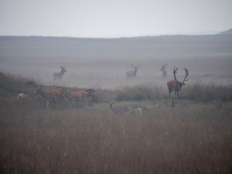 Deer rutting on the Hoge Veluwe by Signatuur Fotografie