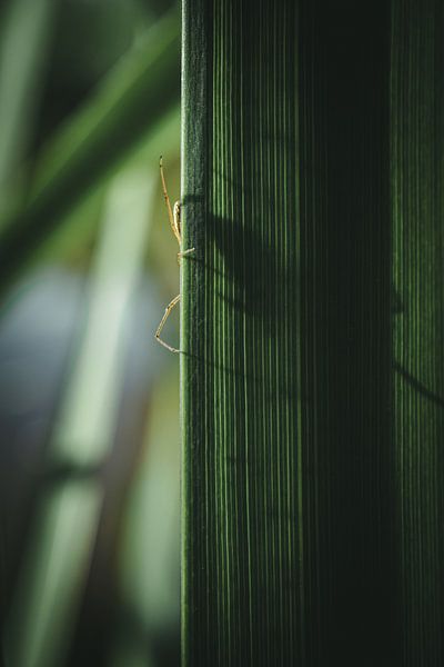 Spider legs on the cane by Jan
