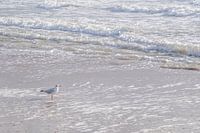 Mouette sur la plage