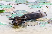 Water buffalo in Sri Lanka