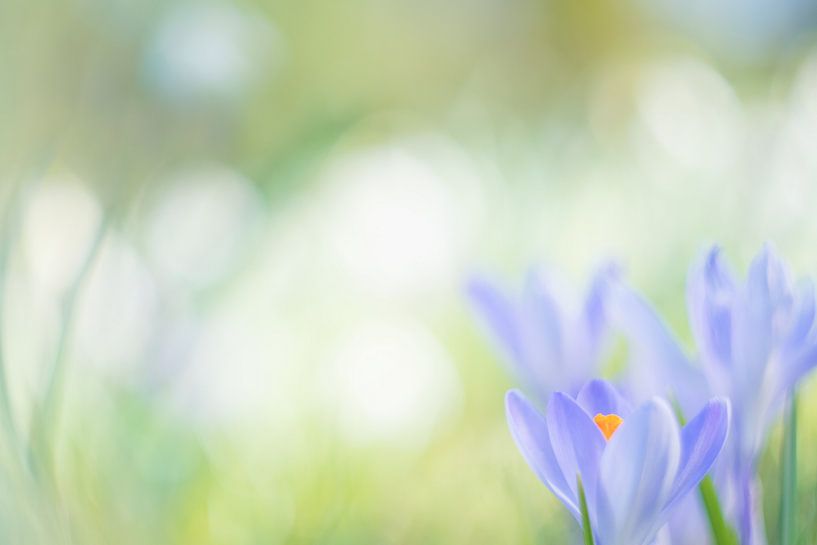 Krokus von Francis Dost