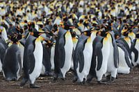 Koningspinguïns aan de wandel